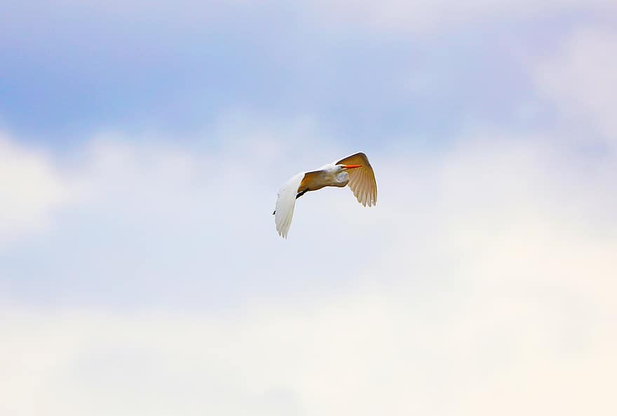 Uccello volante, cielo, Airone, uccello, natura, aviaria, Lago Mitchell, Sant 'Antonio, Texas, volante, blu
