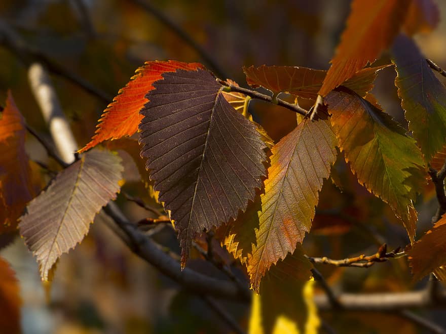feuilles, l'automne, la nature, ambiance, arbre, parc, vacances, drap, coloré, à l'automne de, octobre