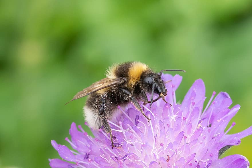 abejorro, abeja, tener, blåhat, flor, rayas, polen, néctar