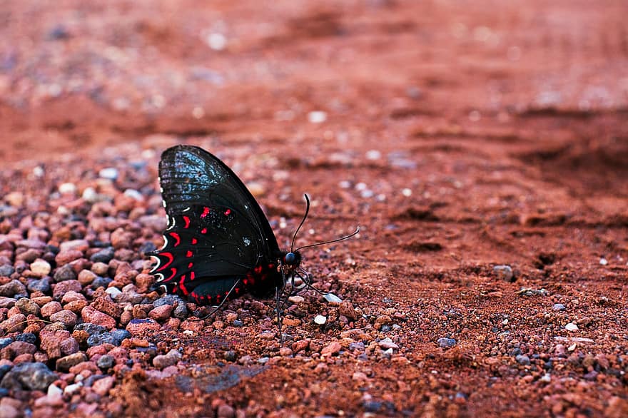 Pink-spotted Cattleheart, Butterfly, Ground, Soil, Insect, Animal, Rocks, Nature, Garden