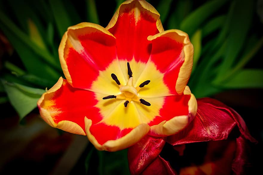 tulipan, blomst, plante, støvveje, kronblade, flor, blomstre, blomstrende, have, natur