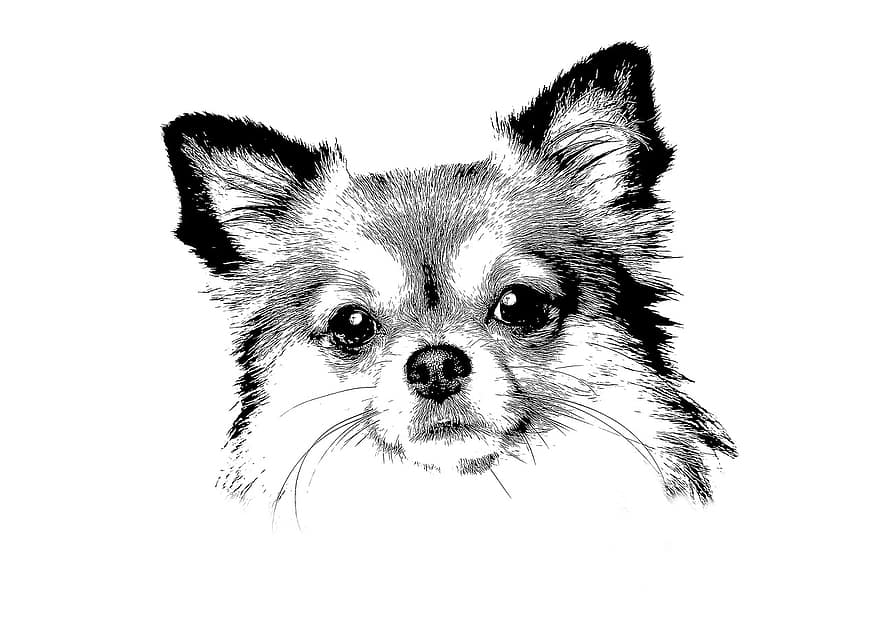 chihuahua, hund, söt, husdjur, små, chiwawa, liten hund, tysk långhårig pekare, porträtt, vit brun, hårig
