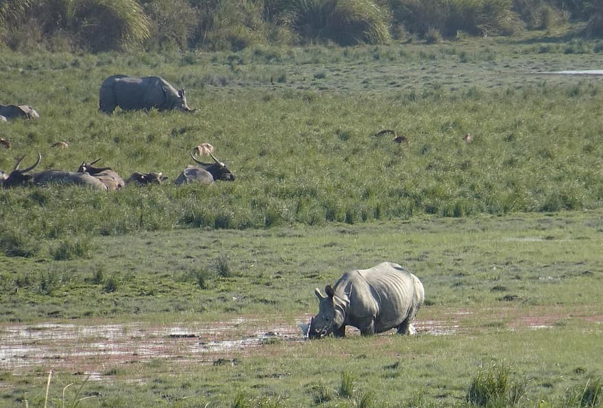 næsehorn, one-hornede, dyr, vild, dyreliv, truede, unicornis, Kaziranga, Nationalpark, fristed, Assam