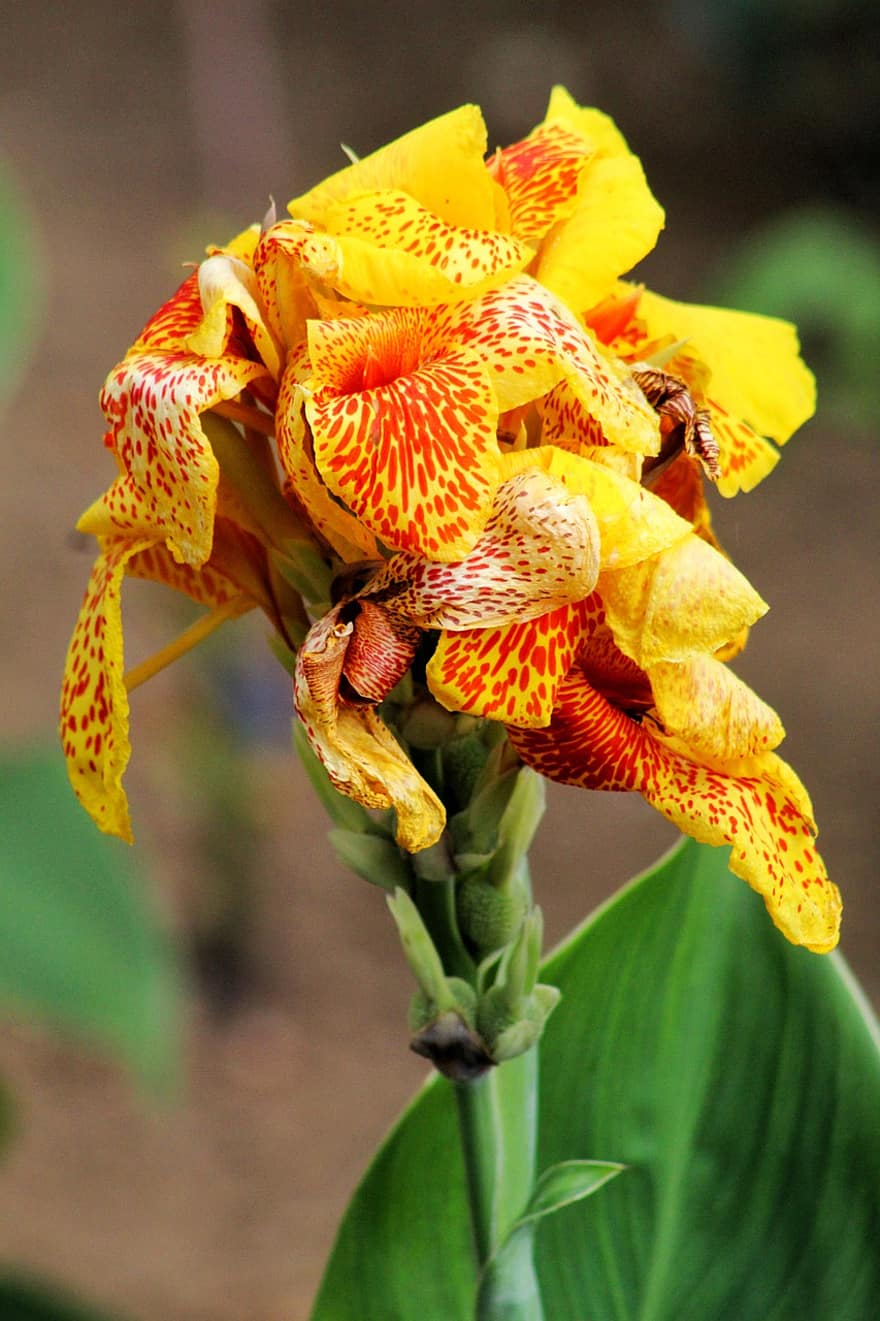 τροπικό φυτό και άνθος, canna lily, κίτρινα άνθη, φύση