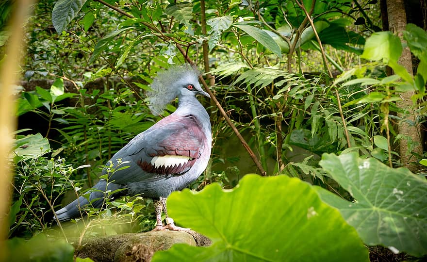 птица, Южный венценосный голубь, живая природа, орнитология, животное, вид, фауна