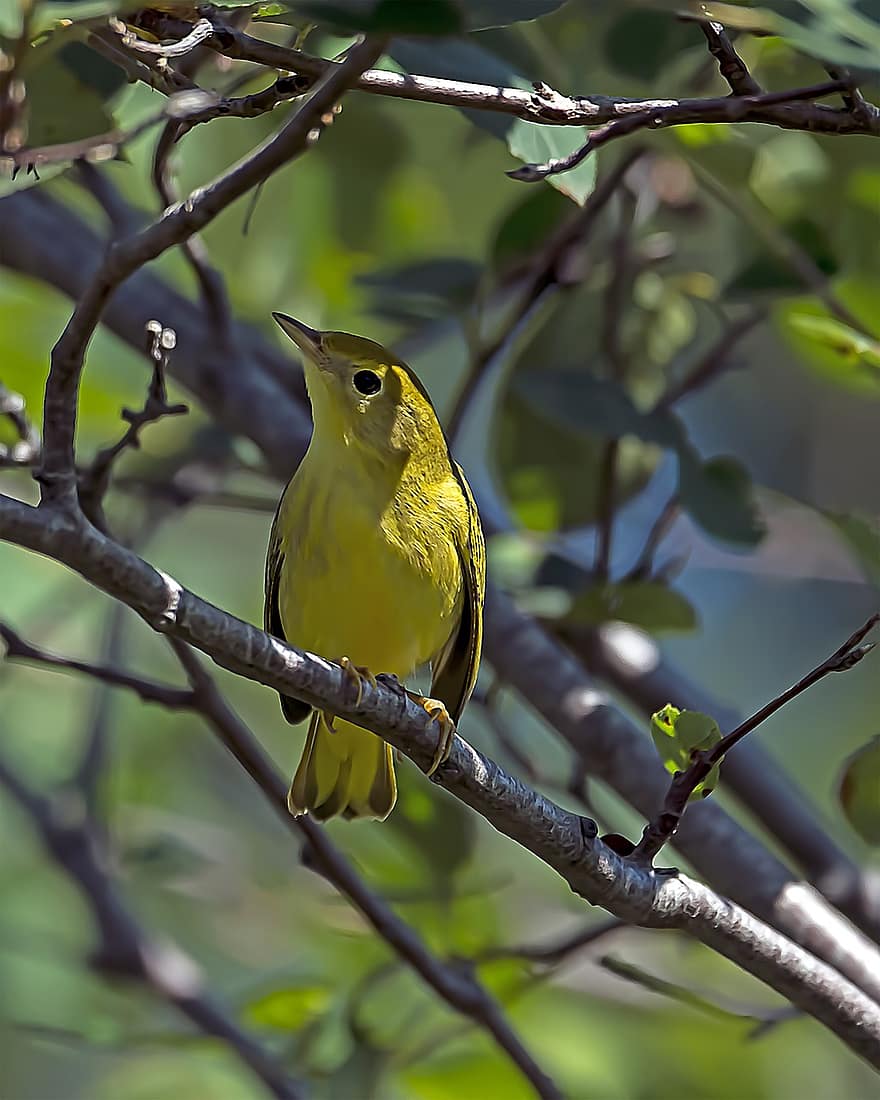 Warbler, Bird, Animal, Yellow Warbler, Wildlife, Plumage, Branch, Perched, Ornithology, Birdwatching, Nature