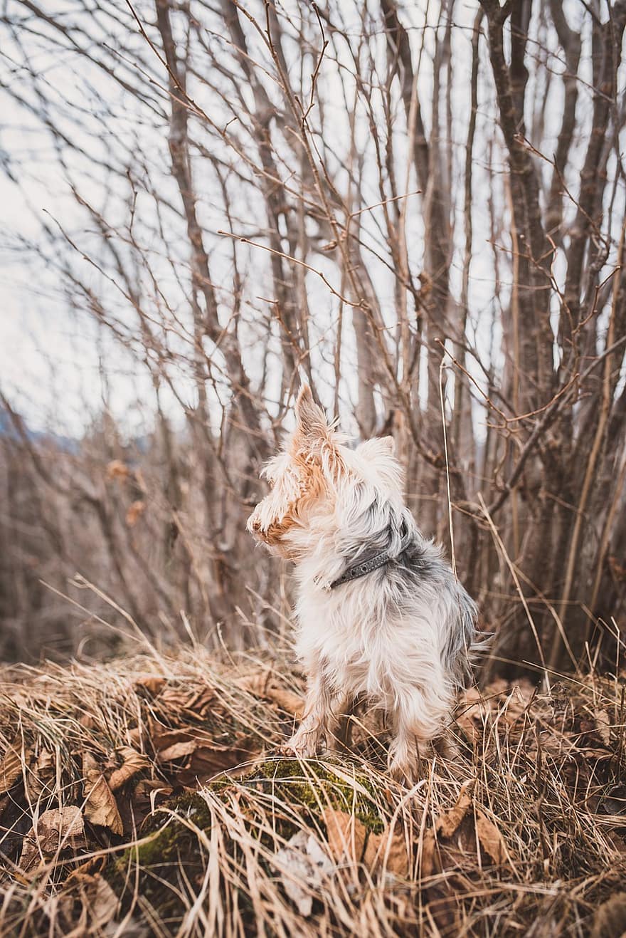 Йоркширський тер’єр, пес, домашня тварина, тварина, вітчизняний, собачий, ссавець, на відкритому повітрі, природи