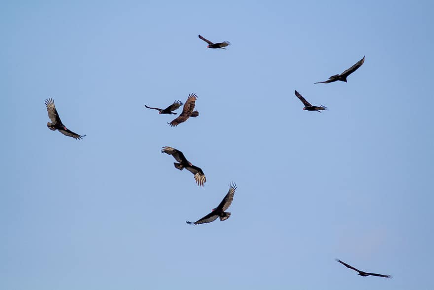 paukščių, skraidantis, fonas, sparnai, gyvūnas, laukinės gamtos, grupę, bandos, plunksnos, skrydis, dom