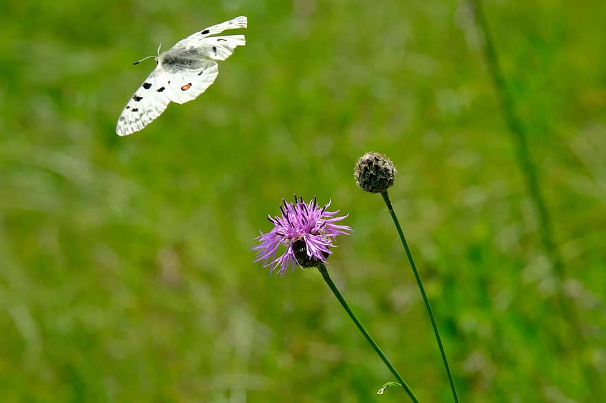 motýl, apollo, květ, bodlák, edelfalter, apollo váhal, parnassius apollo, hmyz, papilionidae, lesk, puntíkovaný