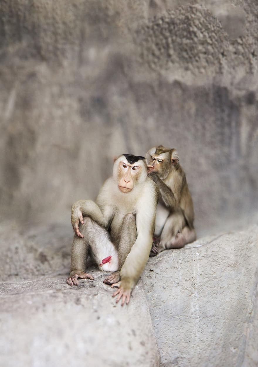 Animal, Monkey, Mammal, Primate, macaque, animals in the wild, cute, small, young animal, sitting, tropical rainforest