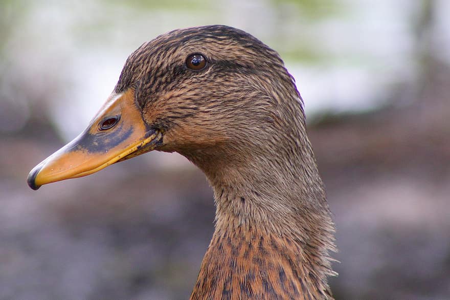 Duck, Bird, Animal, Nature, Avian, beak, feather, close-up, animals in the wild, water bird, mallard duck