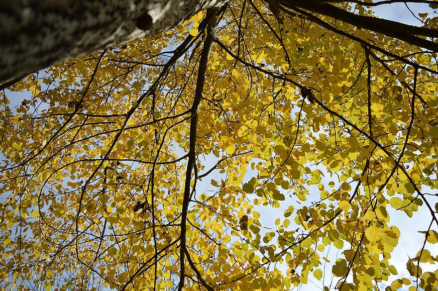 rudenī, koki, raksturs, zaļumi, garastāvoklis, ainavu, gaisma, sezonā, dzeltens