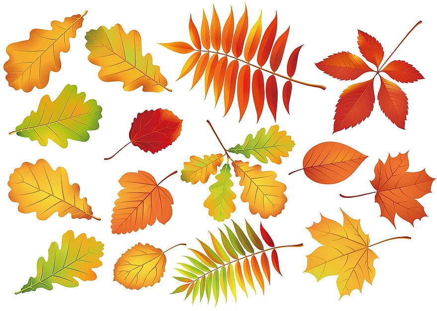 liść, jesień, klon, tło, kolor, pora roku, światło