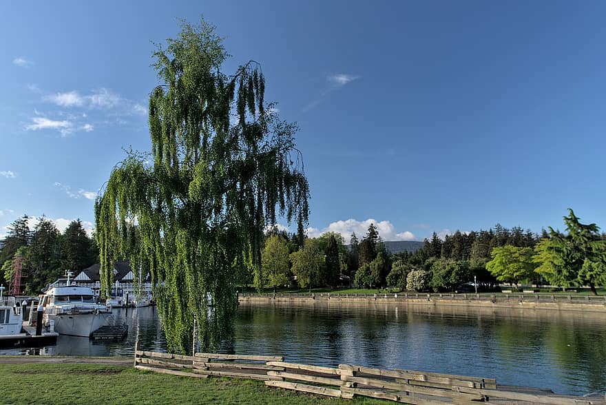drzewo, zatoka, stanley park, Vancouver, morze, lato, woda, las, zielony kolor, krajobraz, niebieski