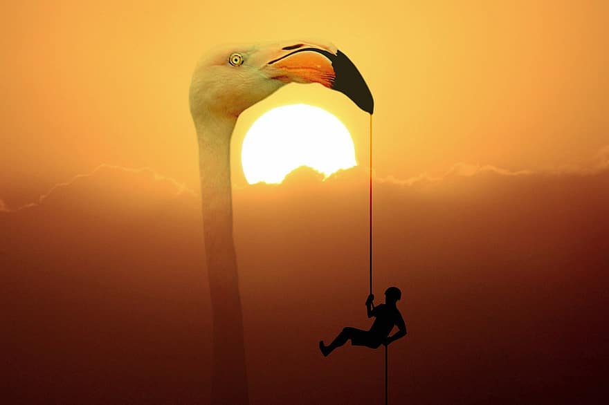 homem, pássaro, flamingo, corda, escalar, escalada, animal, extremo, aguentar, silhueta, por do sol