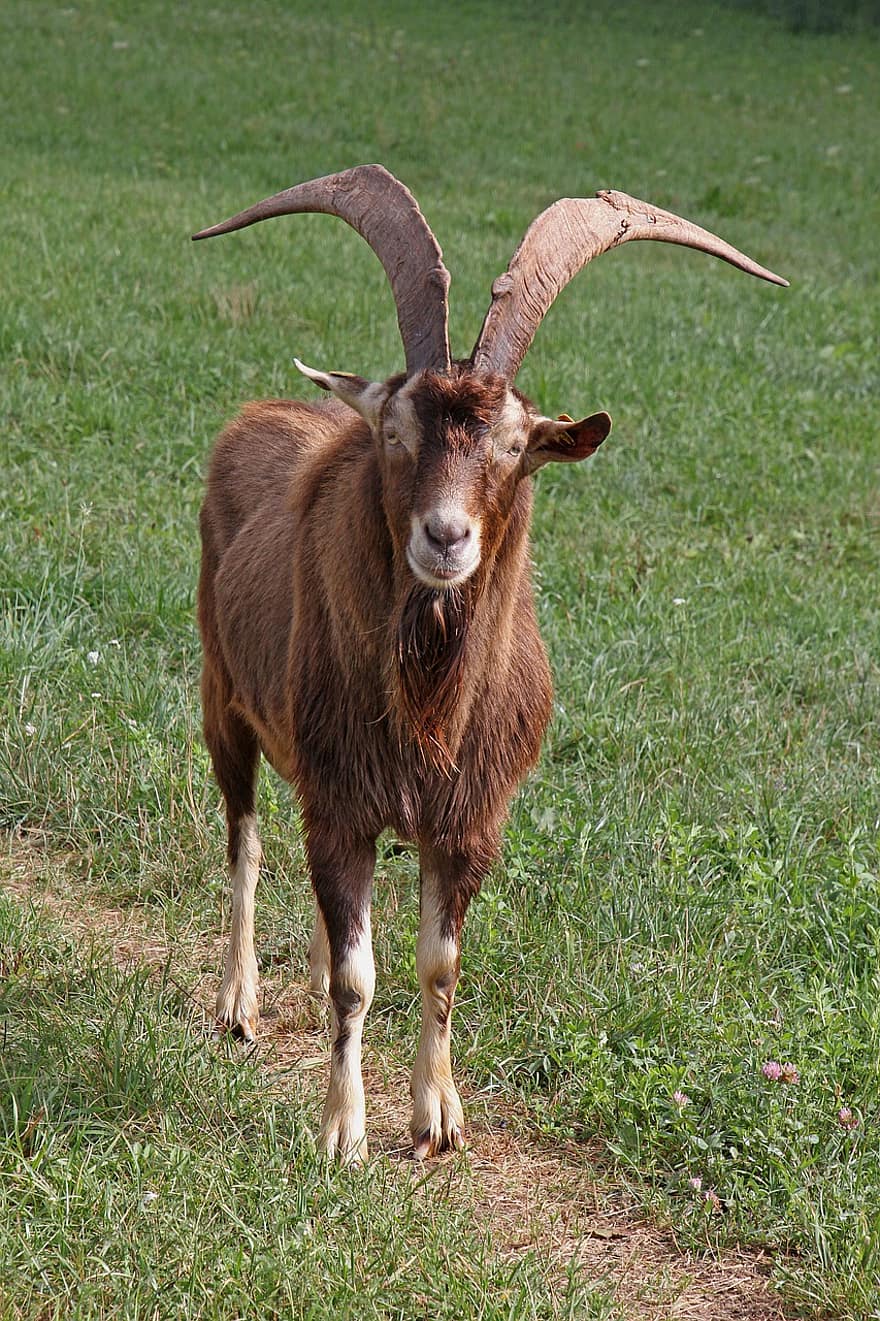 Goat, Animal, Livestock, Mammal, Billy Goat, Animal Husbandry, Pasture, Meadow, Farm, Rural