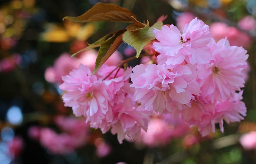 kirsebærblomster, sakura, rosa blomster, blomst, blomstrer, vår, natur, flora, nærbilde, blad, anlegg