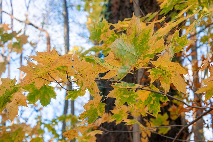 lapai, pobūdį, ruduo, sezoną, rudenį, lauke, miškas, geltona, medis, kelių spalvų, ryškios spalvos