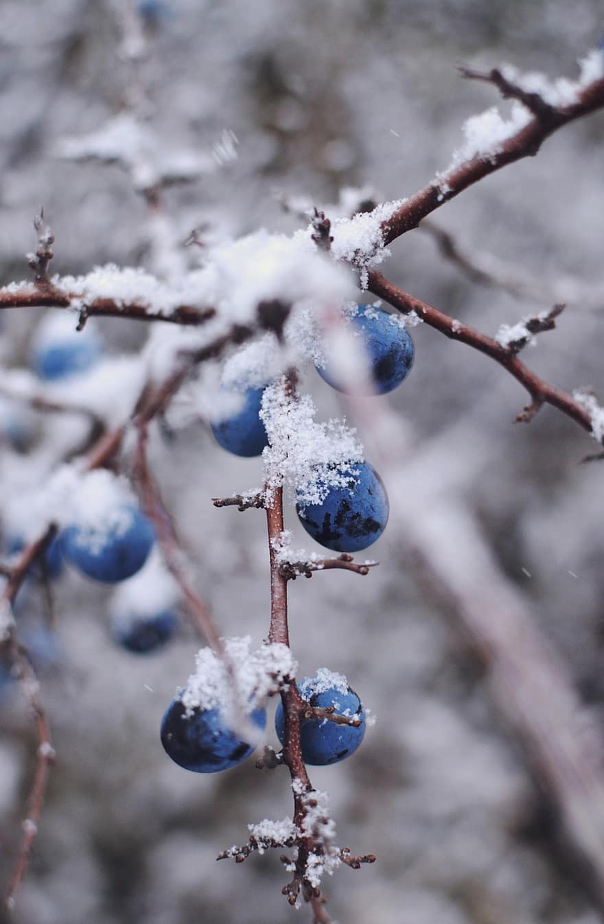 vinter-, blåbär, organisk
