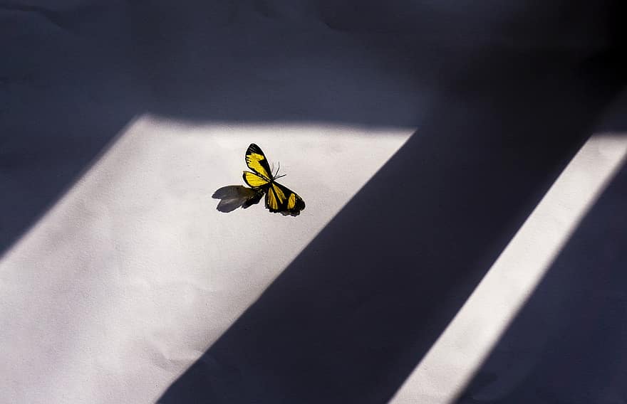Butterfly, Window, Art, Paper, Colorful, Nature, Fantasy, Mystical, Dream, Enchanted, Silhouette