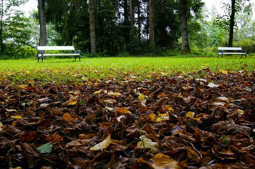 есен, листа, шума, есенни листа, есенна листа, есенни цветове, есенния сезон, попадат зеленина, цветовете на есента, природа, парк