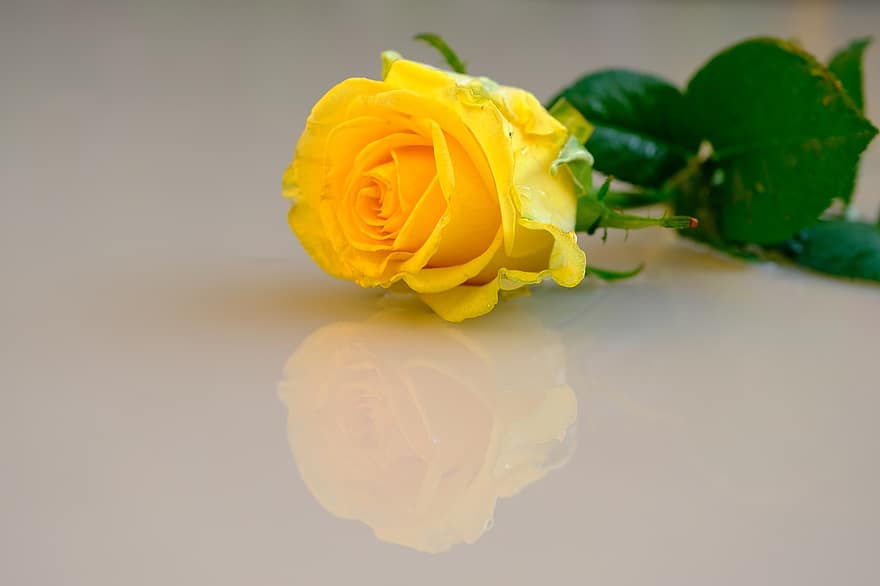 троянда, жовта троянда, рефлексія, квітка, жовта квітка, пелюстки, жовті пелюстки, цвітіння, пелюстки троянд, цвітіння троянди