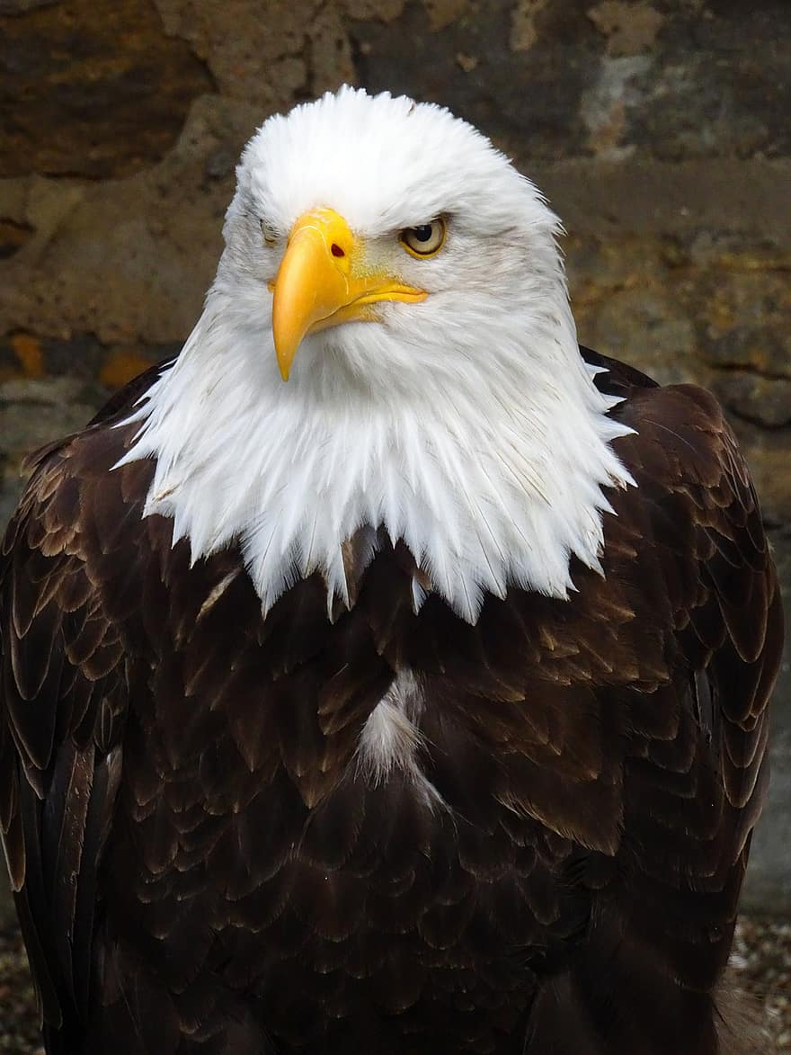 Águila calva, águila de cola blanca, Adler, ave de rapiña, raptor, pájaro, de cerca, escudo de aves, animal heráldico, cetrería