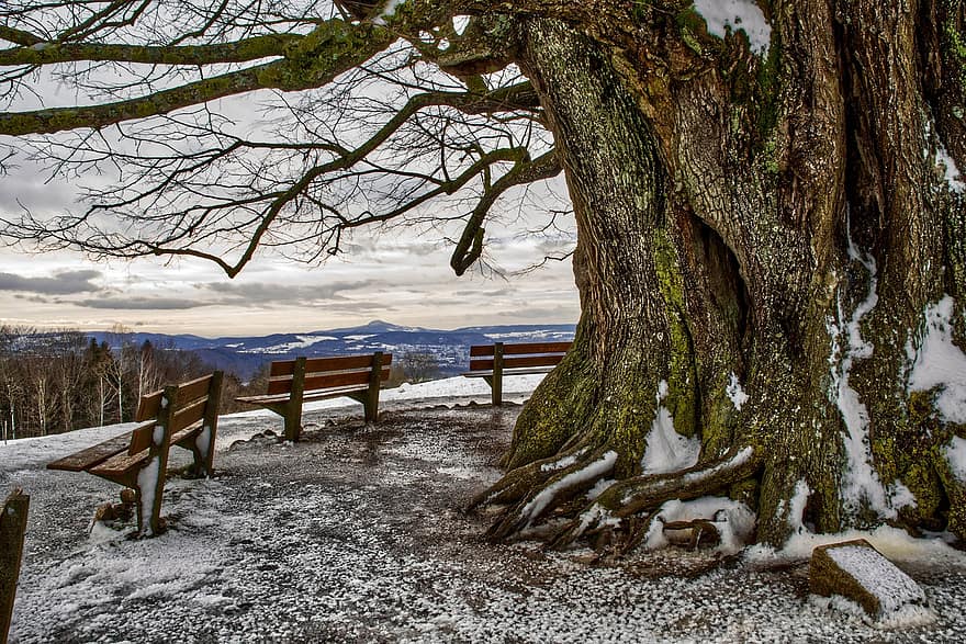 ziemā, koks, soliņi, vecs koks, filiāles, koku zari, kails koks, sniegs, sniegains, dusmas, ziemas