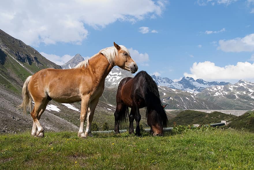 gyvūnams, arkliai, žinduolių, rūšis, fauna, arklinių šeimos gyvūnai, kalnai, tirolis, Alpės, kraštovaizdį, arklys