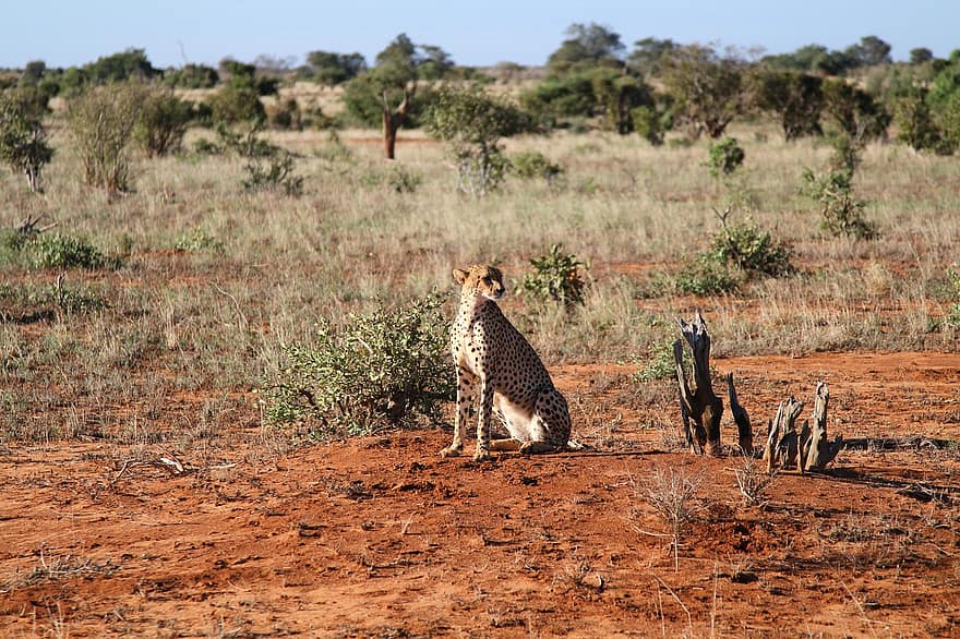 Cheetah, licik, predator, karnivor, kucing besar, hewan, liar, safari, Afrika, alam, gurun
