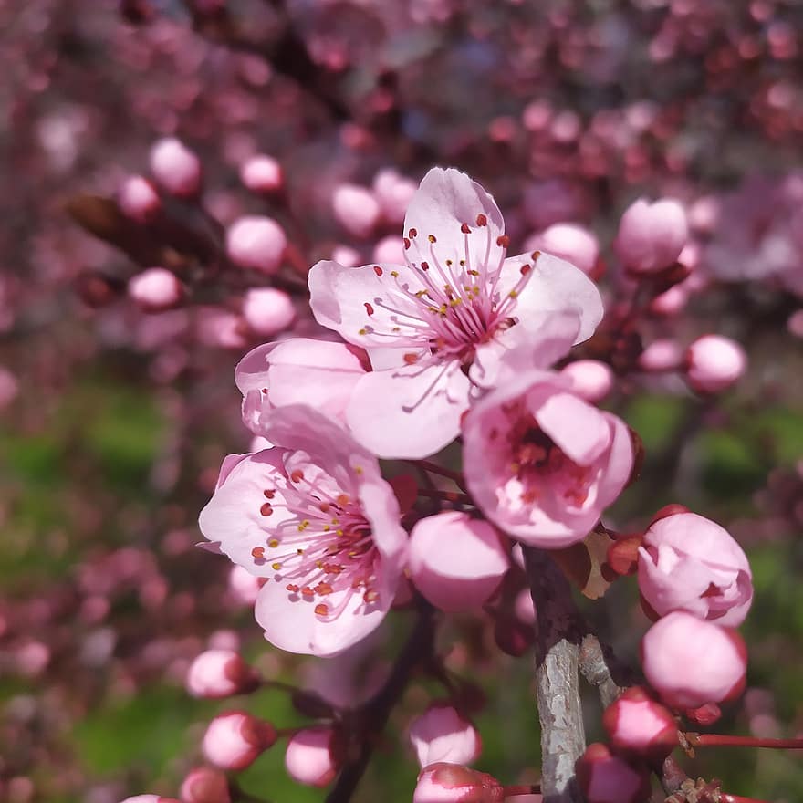 sakura, ciliegia, fiore, rosa