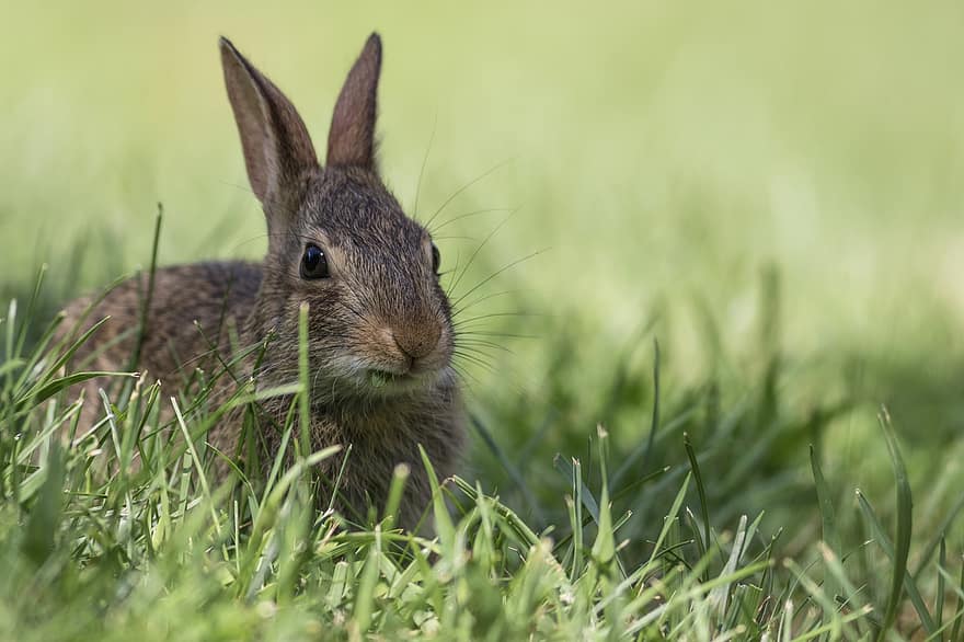 Con thỏ, con thỏ, cỏ, thỏ rừng, động vật có vú, thú vật, cỏ lưỡi, động vật hoang dã, hoang vu, động vật, thế giới động vật