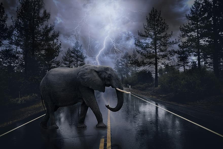 olifant, weg, bomen, onweersbui
