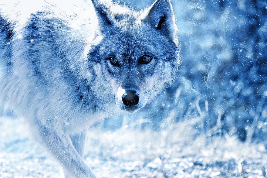 animal, Loup, neige, art, ancien, hiver, la nature, prédateur