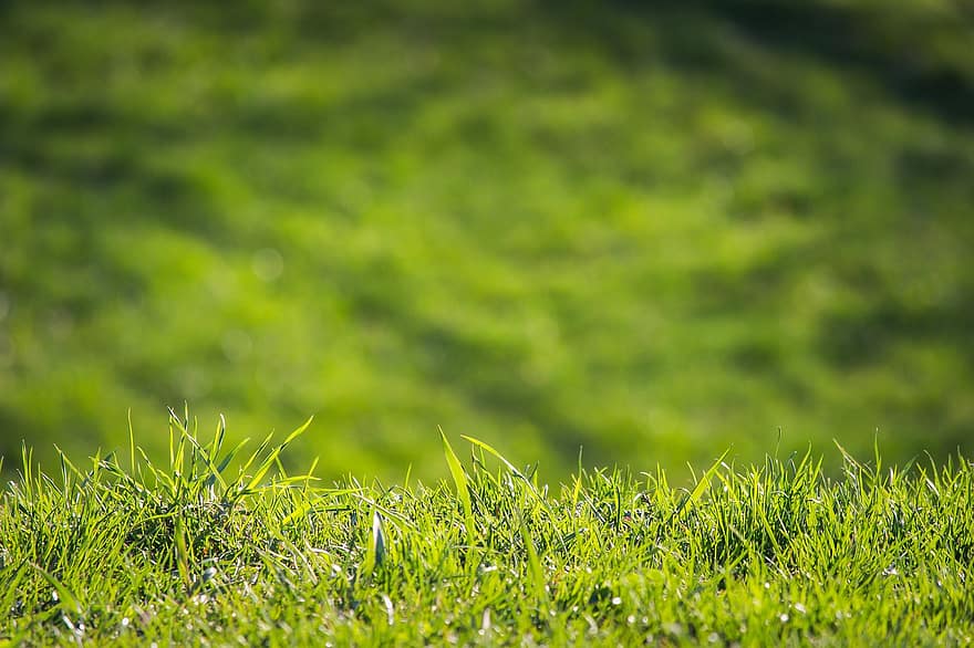草、芝生、牧草地、フィールド、緑、屋外、草原、草の刃、壁紙、自然、緑色