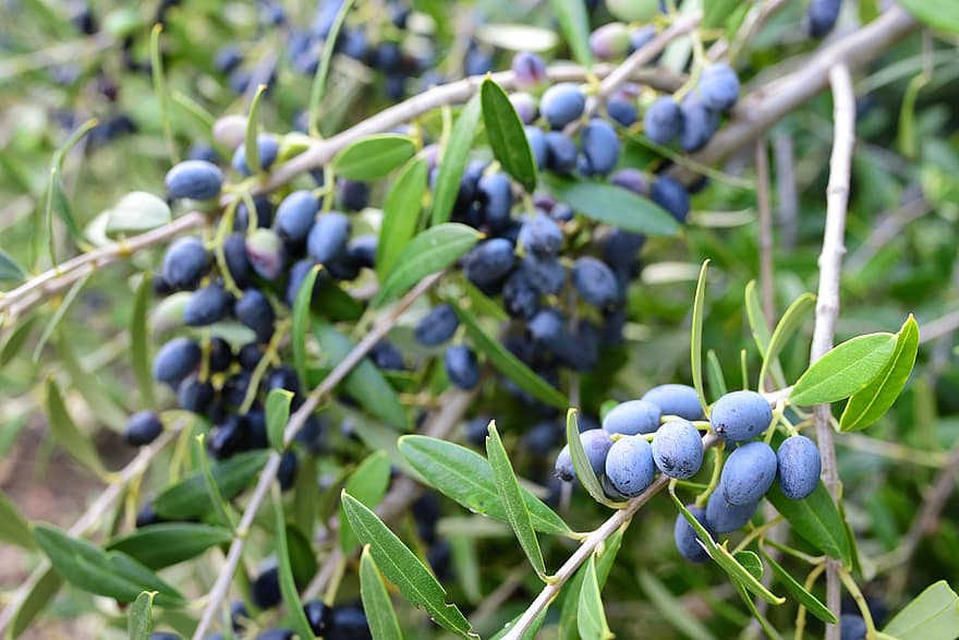 оливки, фрукти, оливкове дерево