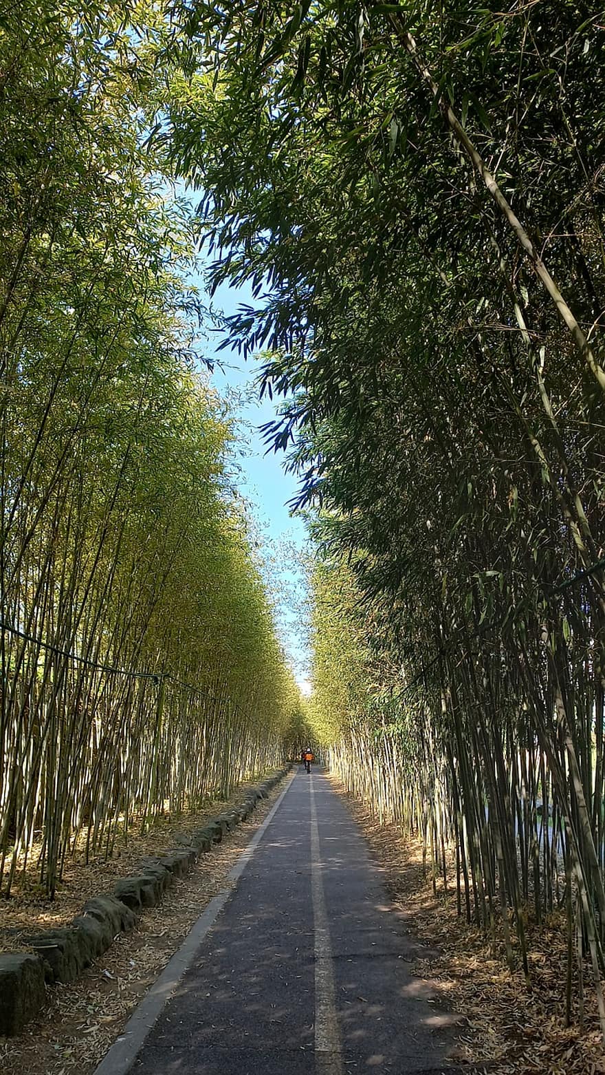 bambú, la carretera, parque, plantas, callejón, paisaje, árbol, escena rural, bosque, verano, agricultura