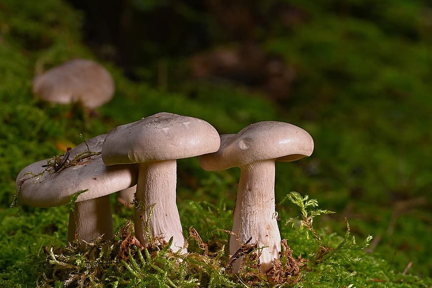 Mushrooms, Plants, Toadstool, Moss, Mycology, Forest, Wild