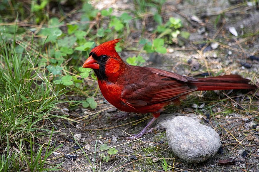 kardynał, ptak, przysiadł, zwierzę, pióra, upierzenie, dziób, rachunek, obserwowanie ptaków, ornitologia, świat zwierząt