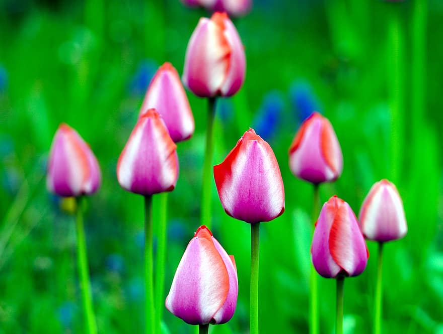 tulipanes, las flores, jardín, prado, pétalos, floración, Flores de primavera, plantas, primavera, naturaleza