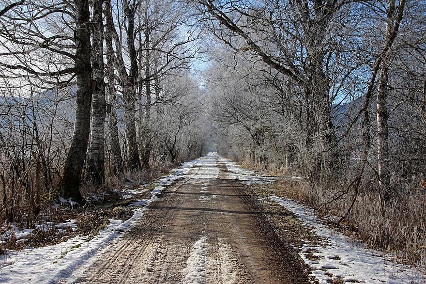 ziemā, koki, ceļš, auksts, sniegs, ārā, raksturs, sezonā, mežs, koks, ainavu