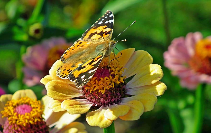 borboleta, inseto, zínia, senhora pintada, animal, flor, natureza, jardim