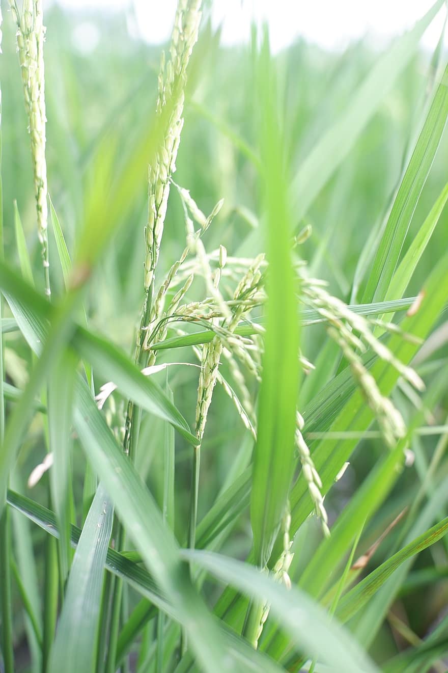 Rice, Field, Farm, Plant, Crop, Grains, Paddy, Paddy Field, Nature, Agriculture, Plantation