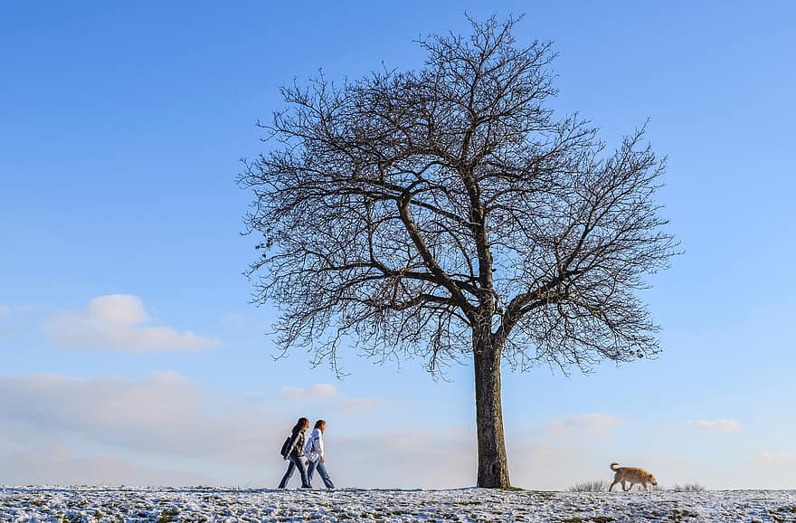 冬、歩く、人、犬、木、動物、コールド、雪、霜、冬の気分、雪の風景
