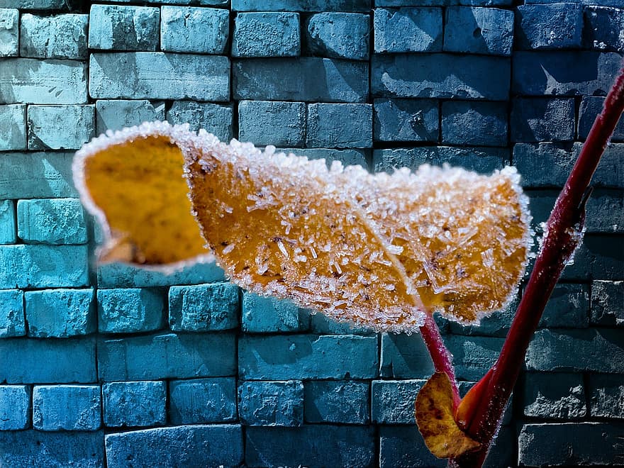 Frosted, Leaf, Branch, Background, Blue, Brick Wall, Nature, Ice, Season, Winter, Macro
