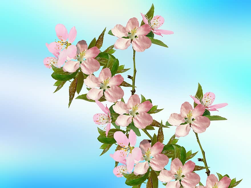 las flores, Flores de cerezo, Flores rosadas, flor, primavera, planta, hoja, color rosa, rama, frescura, verano