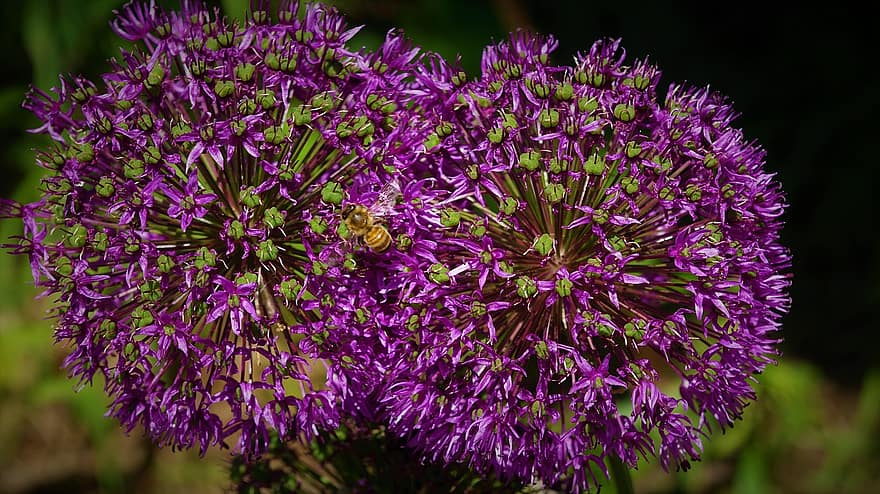 flors, abella, pol·len, polinització, flora, porpra