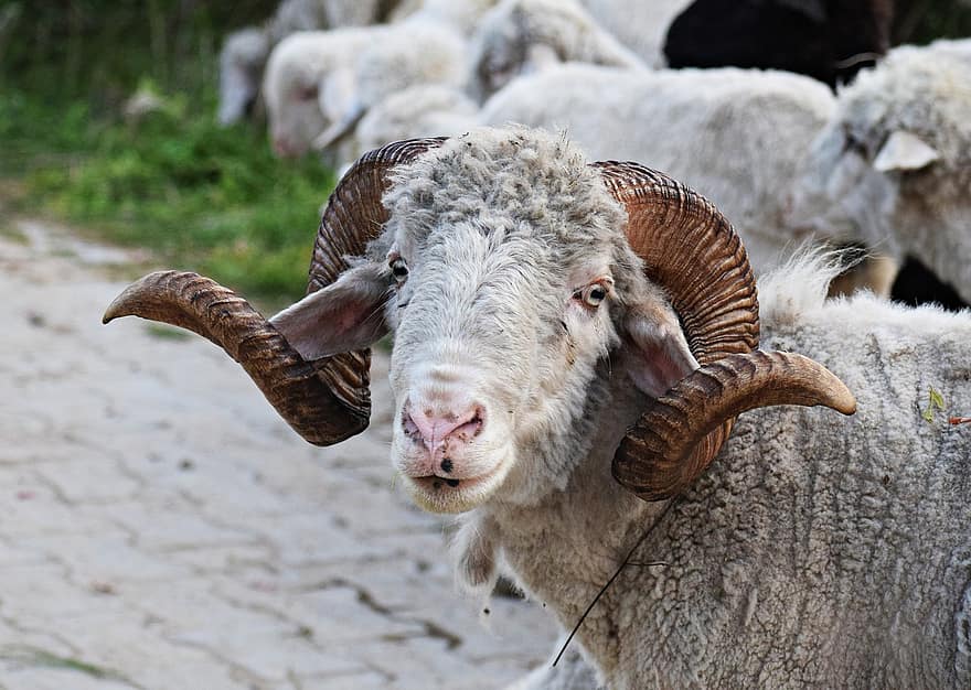 Sheep, Animal, Horns, Head, Bighorn Sheep, Male, Ram, Mammal, Wool, Old, Livestock