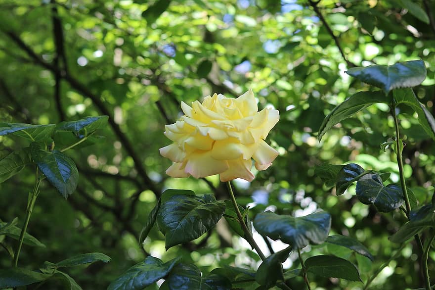 Rose, Flower, Nature, Yellow, Leaves, Bloom