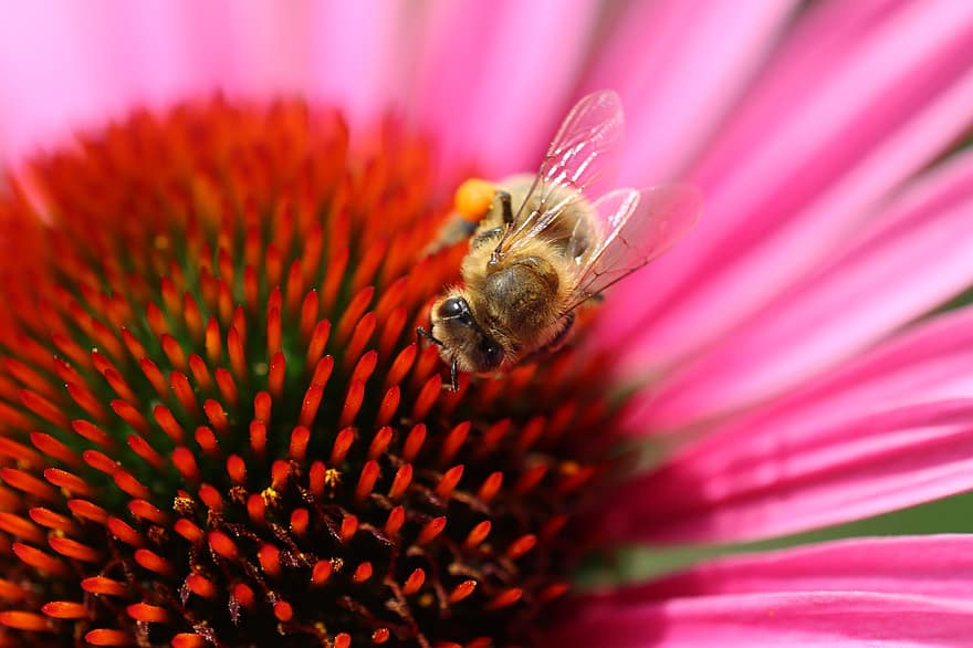 бджола, лабіринт, макрос, природи, впритул, тварина, тваринний світ, комаха, меду, блакитний, жало